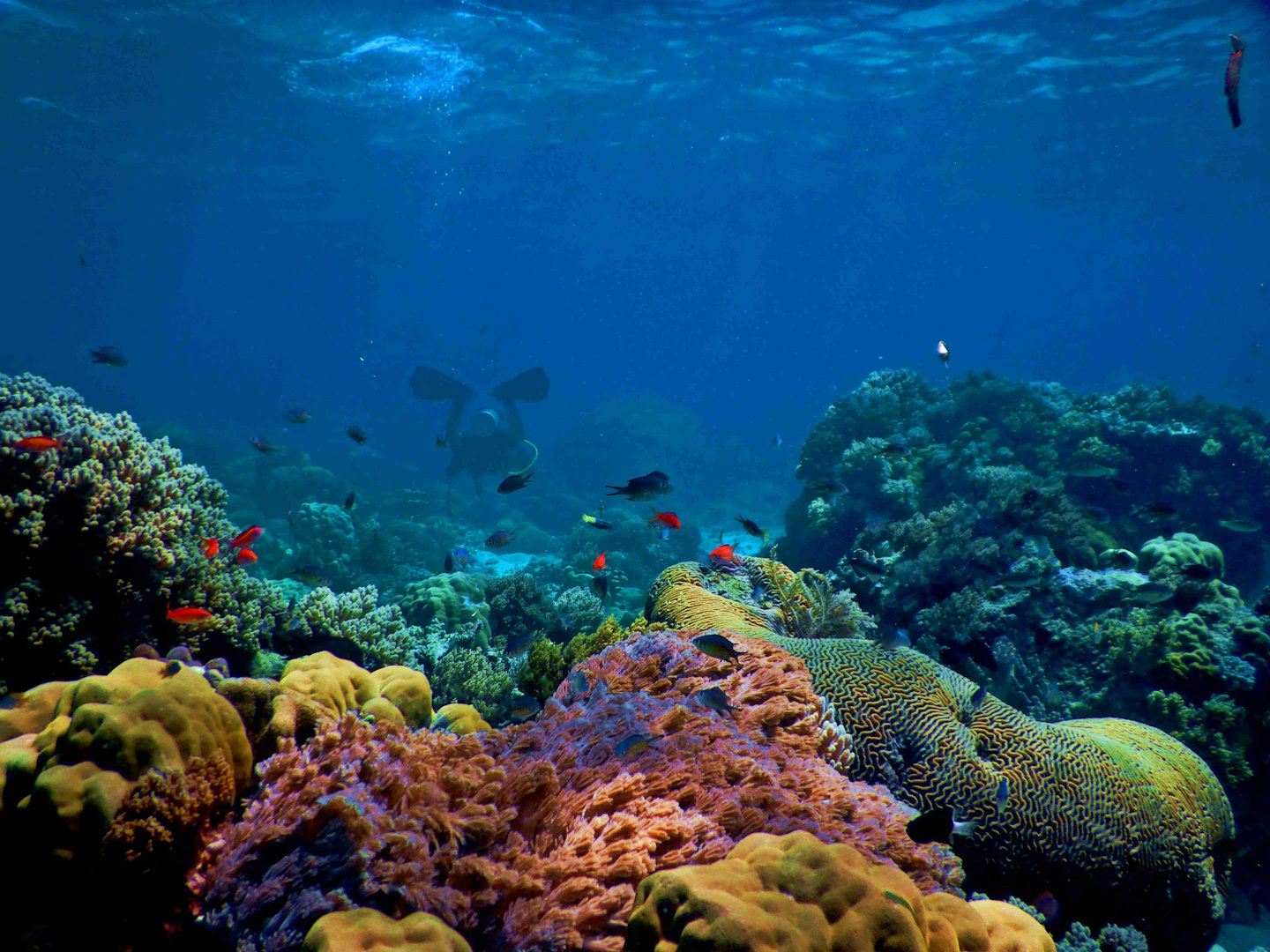 Scuba diver swimming over a colorful coral reef.